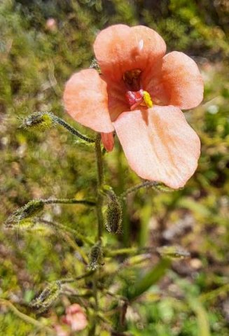 Diascia patens, another flower colour